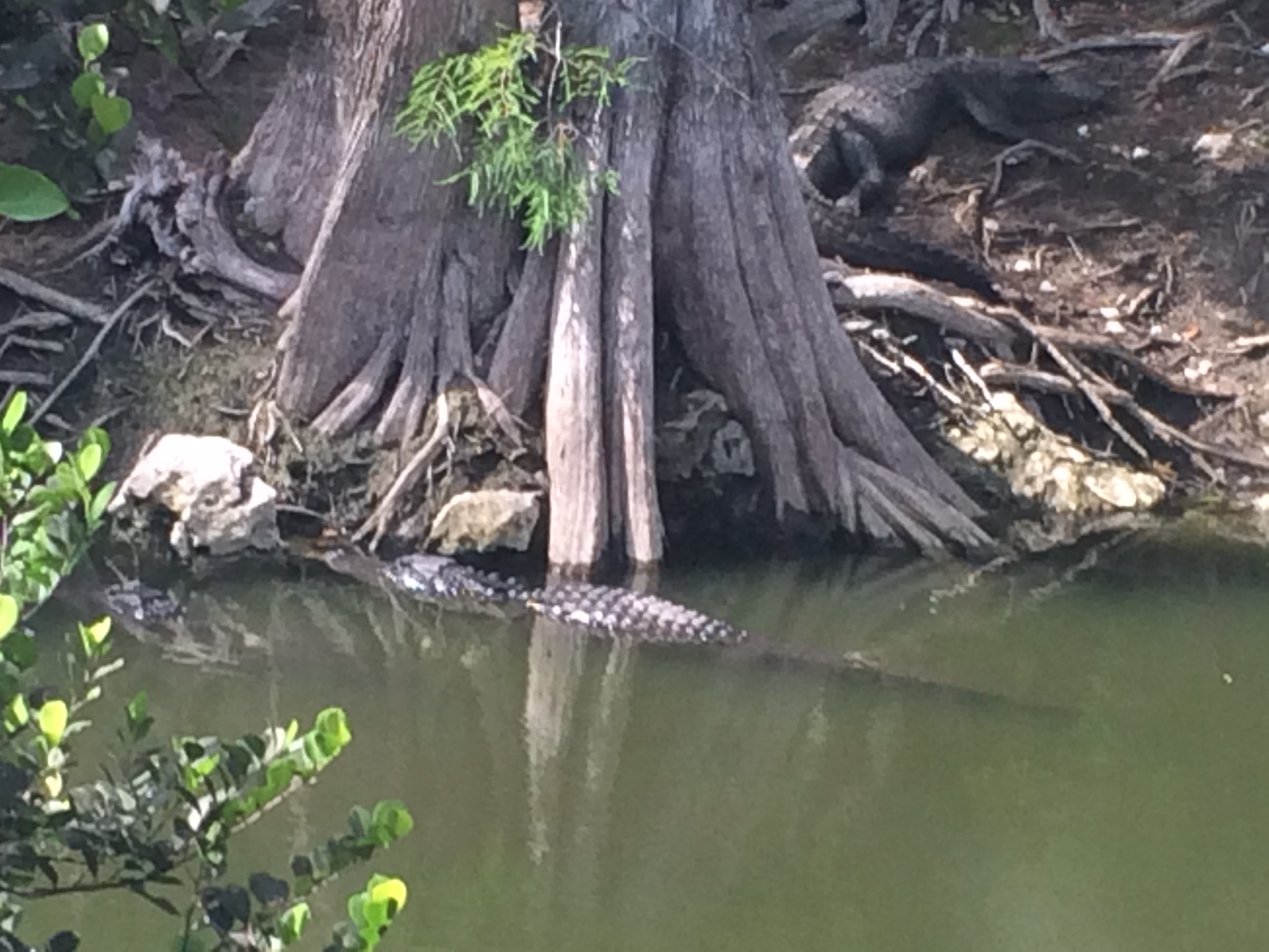 Everglades